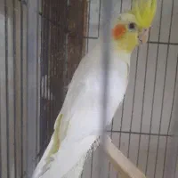 لوتینو ۴ ماهه