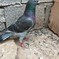 پلاکی