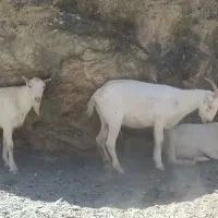 بز سانن