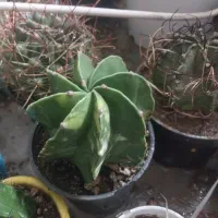 کاکتوس