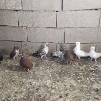 کبوتر پرشی گلچین شده