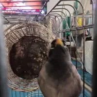 مرغ مینا سخنگو