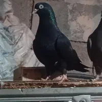 کم شده آبادانی ماده
