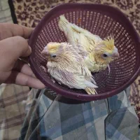 عروس هلندی جوجه لوتینو زعفرونی تک خال سرلاکی