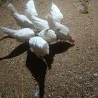 مرغ تخمگذار