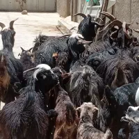 تعدادی بز کهره دار و۲۸راس کهره فروشی