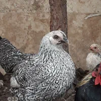 مرغ و  خروس مینیاتوری