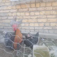 3مرغ خروس