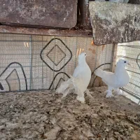 معاوضه کبوتر راعبی ماده با نر