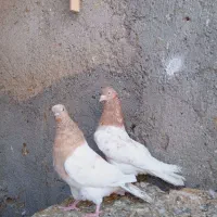 کبوترکله وراست