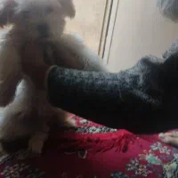 توله سگ شیتزو