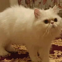 گربه پرشین سفید خالص ۹ ماهه