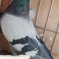 کفتر سبز گمشده