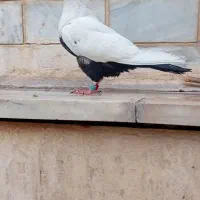 ماده دمی. نر پلنگ