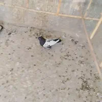 سینه ای مشکی