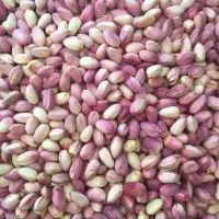 پسته تازه