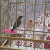فنچ فنج گلدین