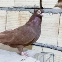 کفترصرب