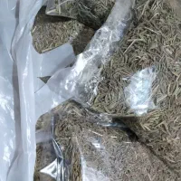 آویشن کوهی تازه