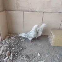 کفتر پرشی خال پیس سوسکی طوقی سرور