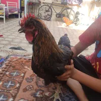 مرغ و خروس