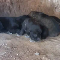 توله نرو ماده سرابی