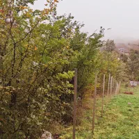 زمین باغی|فروش زمین و ملک کلنگی|تهران, استاد معین|دیوار