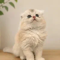 توله گربه اسکاتیش لانگ هیر رنگ بلو گلد چشم تیله ای