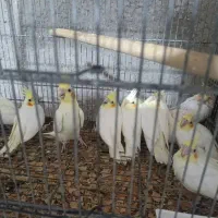 عروس هلندی جوجه بالغ جفت