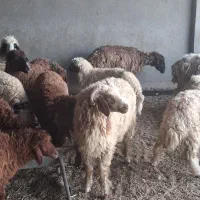 بره فروشی   کیلویی ۱۴۰۰ کشتار روز