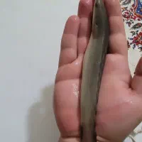 پلی سنگال 25سانتی.2تا البینو20سانتی