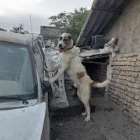 سگ خراسانی