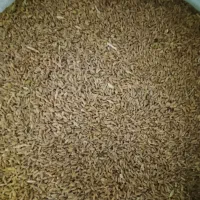 فروش گندم