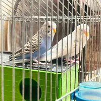 مرغ عشق نژاد اینگلیسی خوشگل یه جفت