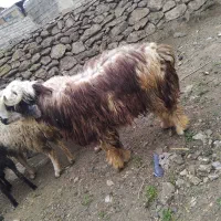 بره تخمی لری