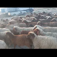 80 راس میش 80 راس بره ماده نر
