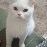 گربه ماده اسکاتیش