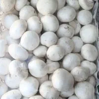 قارچ اسلایس درجه 1درجه 2