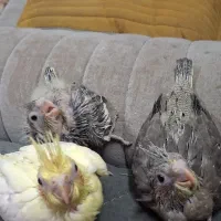 جوجه همراه پدر ومادر