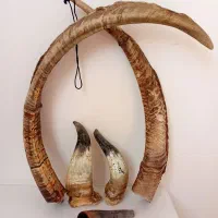 شاخ  کهنه  قدیمی کلکسیونی