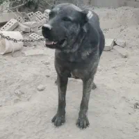 سگ سرابی. سفت و محکم. نر. دوساله