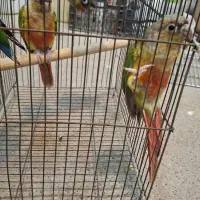 دو جفت نرو ماده اناناسی و یلو ساید