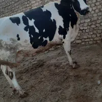 گاو شیری|حیوانات مزرعه|تاکستان, |دیوار