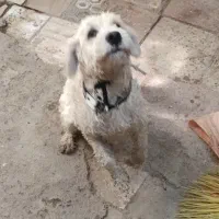 سگ خونه گی