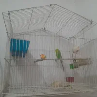 مرغ عشق ماده