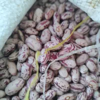 300کیلو لوبیا چیتی