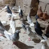 کبوتر|پرنده|باوی, |دیوار