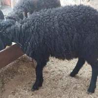 بره نر سالم