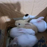خرگوش