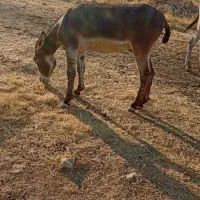 یونس ب فروش رسید